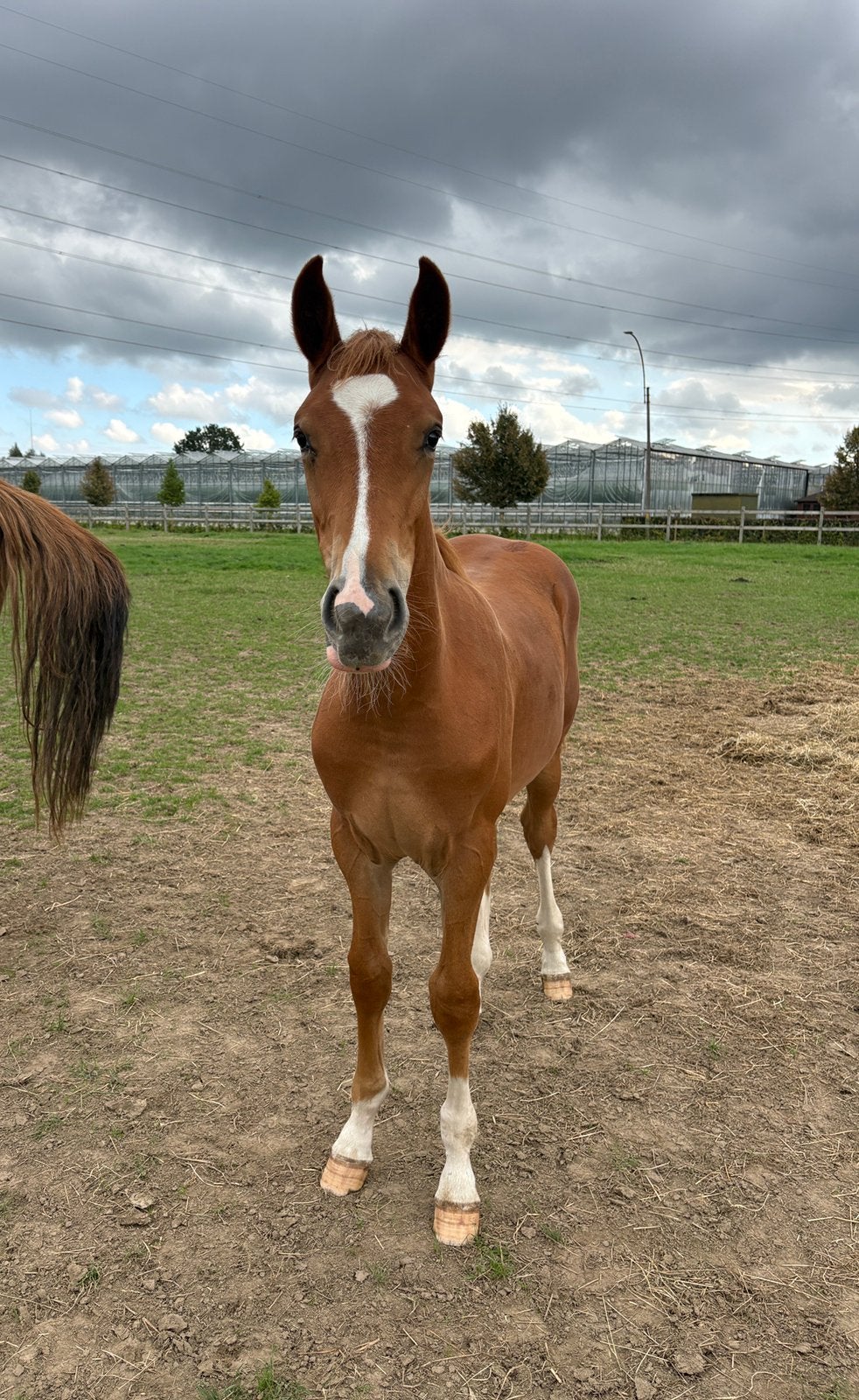 Comilfo Plus Z X Calvaro Z X Chin Chin, Dieren en Toebehoren, Springpaard, 0 tot 2 jaar, Hengst, Met stamboom