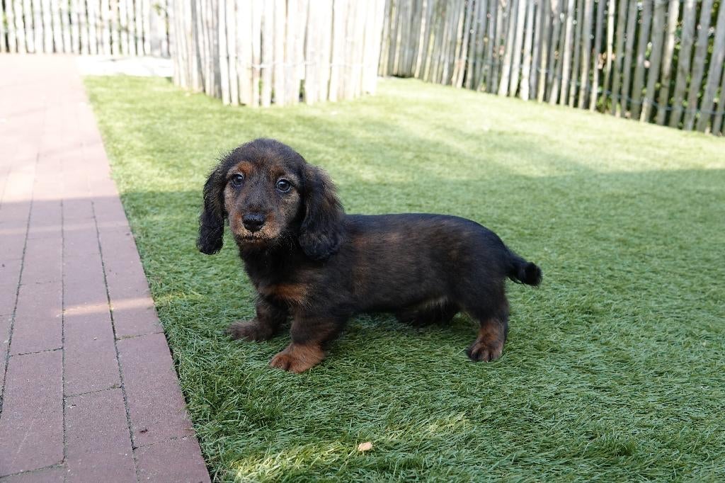 Magnifiques chiots teckel nains à poil long avec pedigree, Poils longs, Plusieurs, Nain, Hépatite contagieuse (maladie de Rubarth)