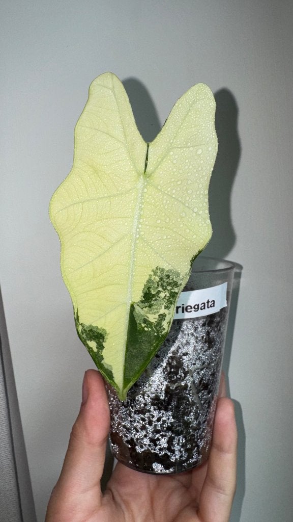 Alocasia Frydek Variegata - très bonne génétique, Overige soorten, Ophalen of Verzenden, Minder dan 100 cm, Volle zon