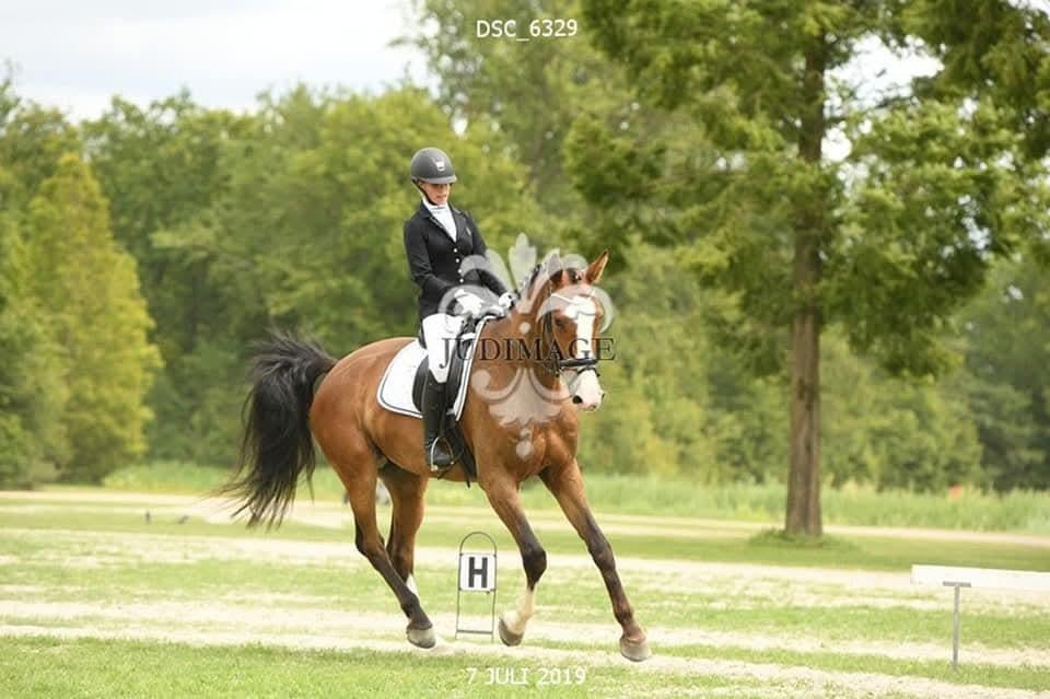 Lease/verzorgpaard/halve stal voor 2 dagen in de week., Ophalen