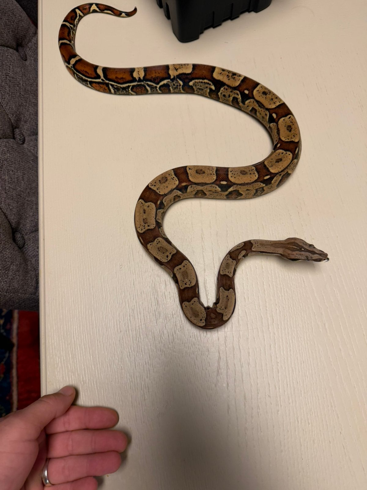 1.0 Boa Constrictor Imperator KEY WEST 66% het SHARP ALBINO Ball Python photo 3