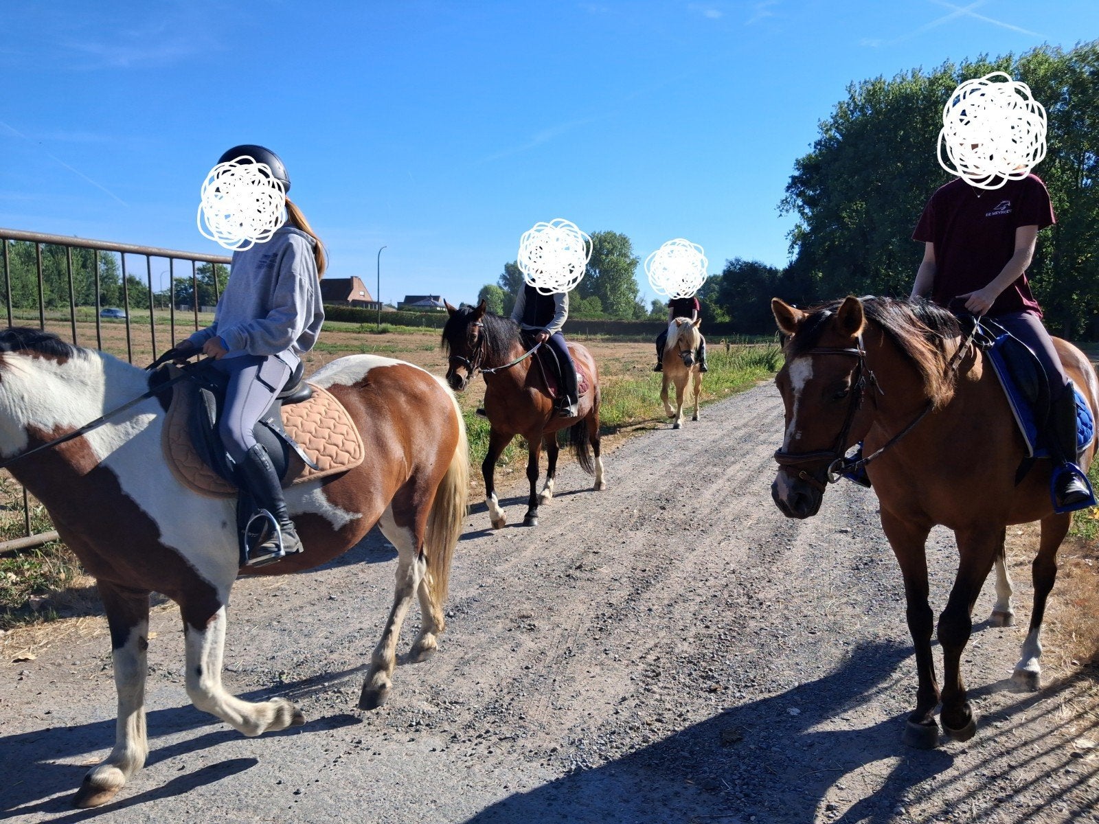 wandelpony c-pony, Jument, Poney C (1.27 m à 1.37m)