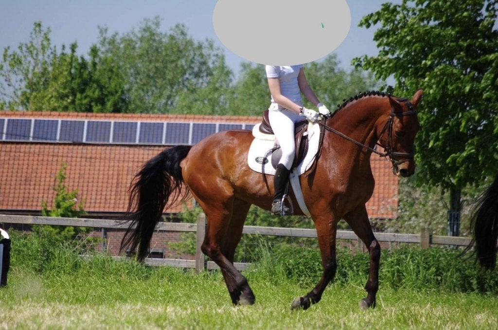 20 jarige allround ruin te koop, Met stamboom, Ruin, Dressuurpaard, L