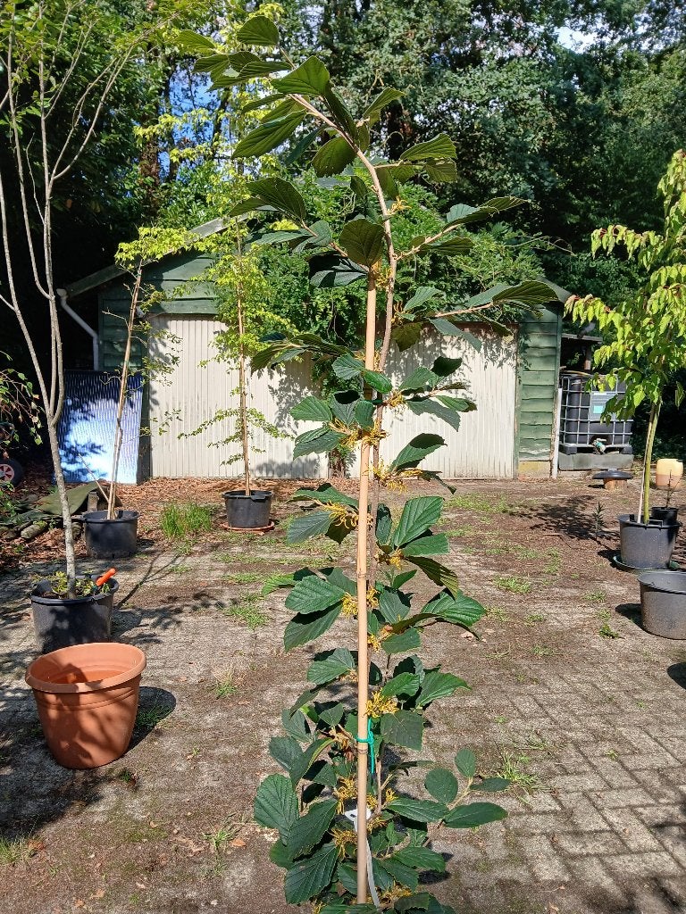 toverhazelaar, Jardin & Terrasse, En pot, 100 à 250 cm, Hiver, Autres espèces