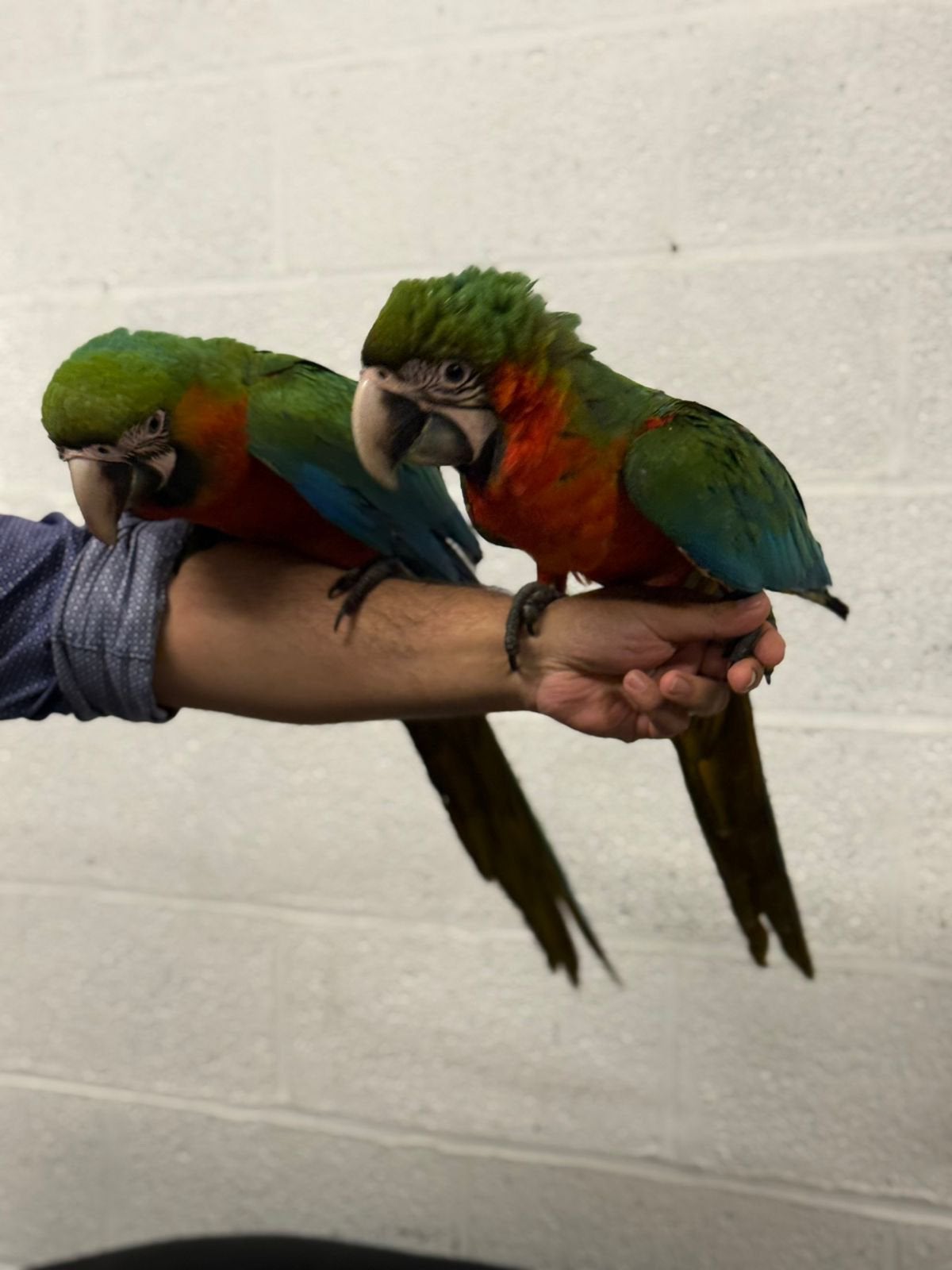 Ara hybrid Arlequin 4 mois, Animaux & Accessoires, Oiseaux | Perruches & Perroquets, Plusieurs animaux