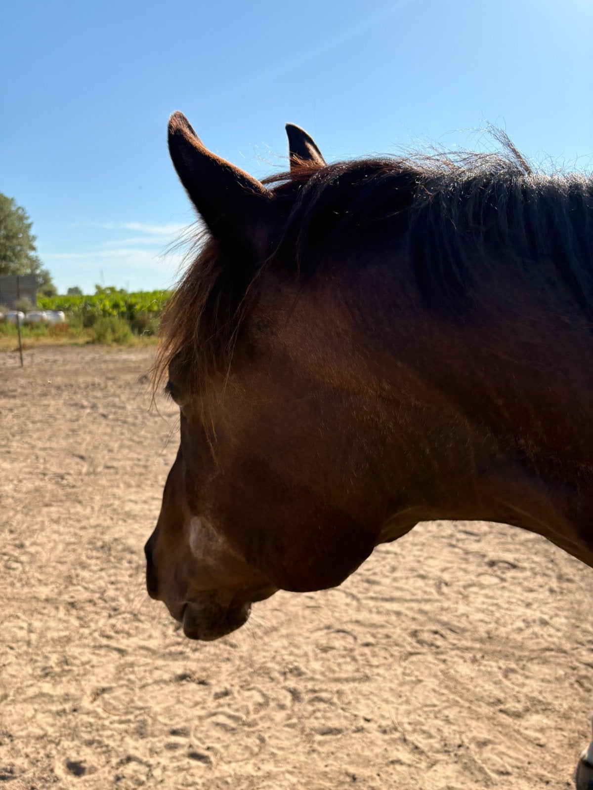 Lesgever gezocht, Dieren en Toebehoren, Pony's