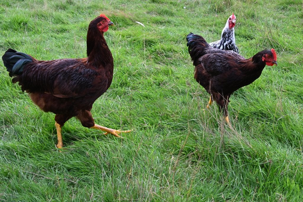 rhode red island groot hanen, Dieren en Toebehoren, Mannelijk, Kip