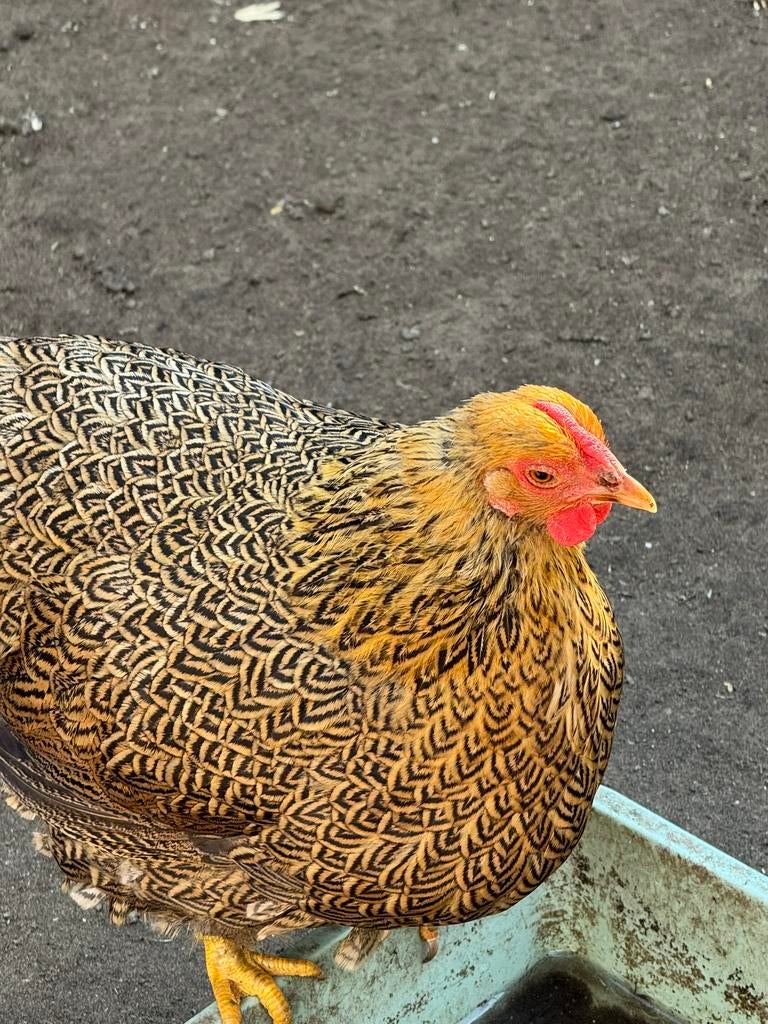Wyandotte kriel meerzomig patrijs, Dieren en Toebehoren