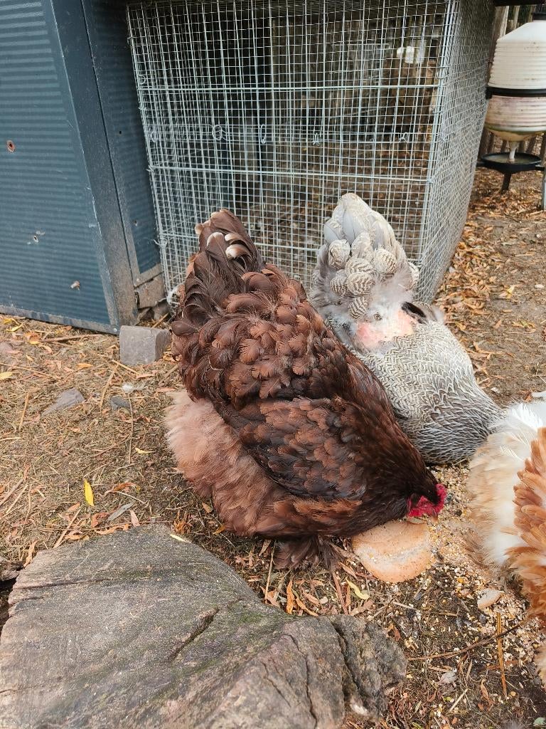 Choco cochin groothoen, Dieren en Toebehoren, Vrouwelijk, Kip