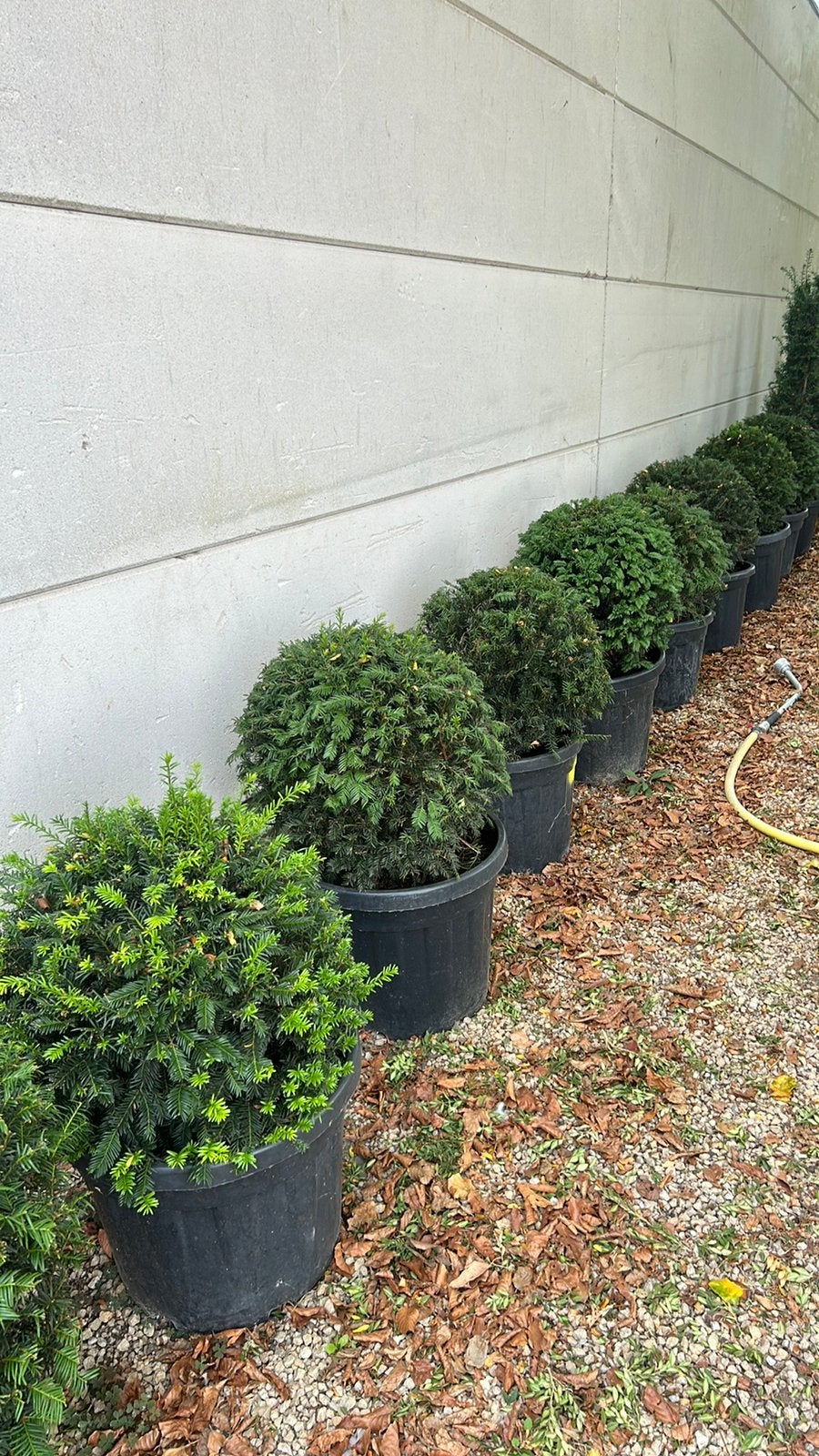 Taxus baccata, Tuin en Terras, Ophalen, Taxus
