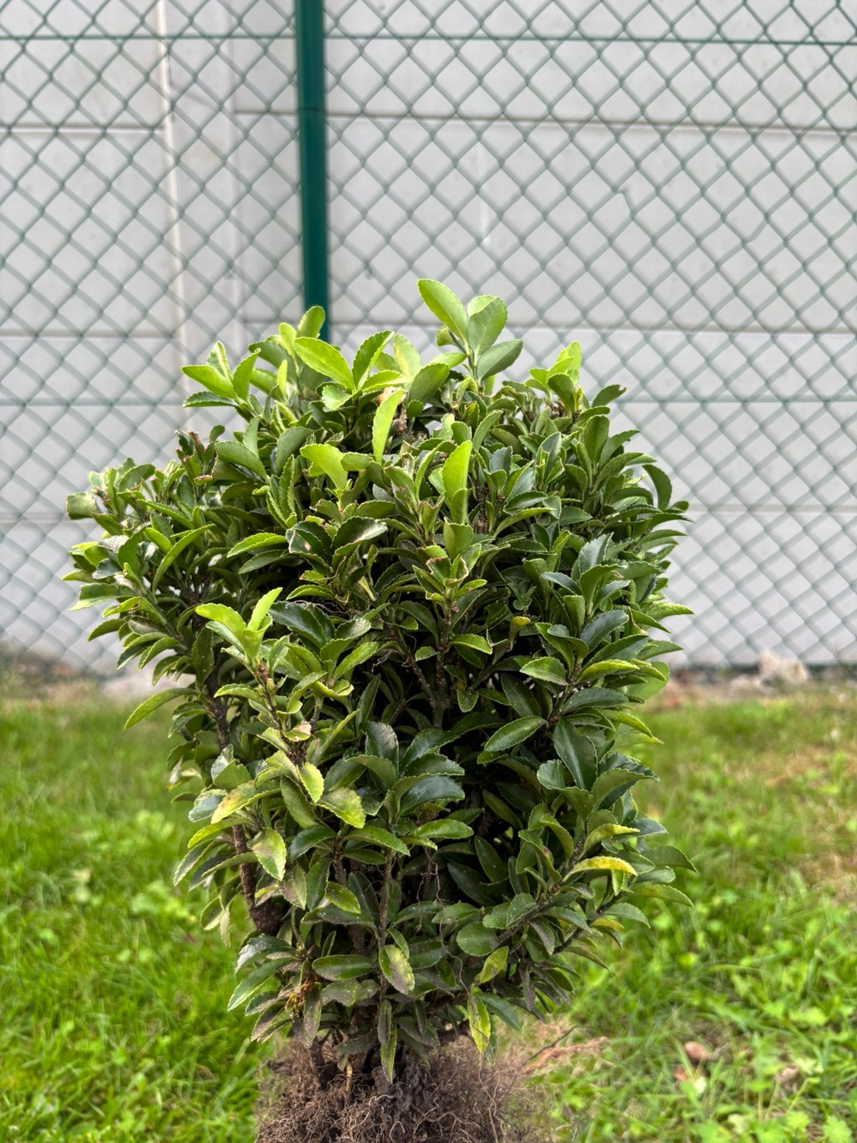 Buxus, Jardin & Terrasse, Enlèvement, Buis