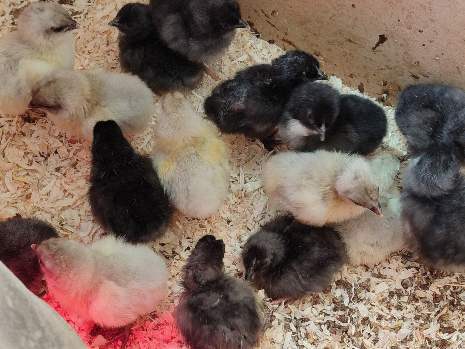 8 * kuiken Silverudd bla, Dieren en Toebehoren