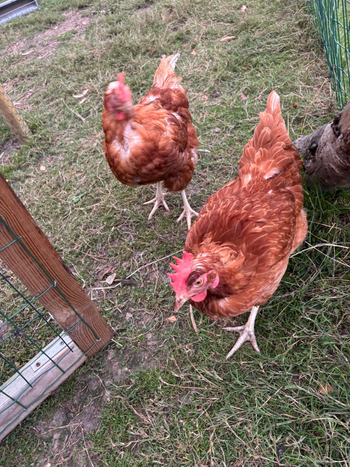 2 legkippen, Dieren en Toebehoren, Pluimvee, Vrouwelijk, Kip
