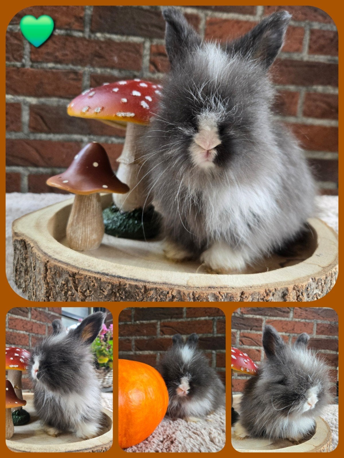 Engelse Angora, Dieren en Toebehoren