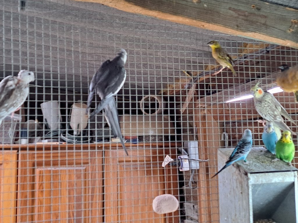 4 valkparkieten, Dieren en Toebehoren
