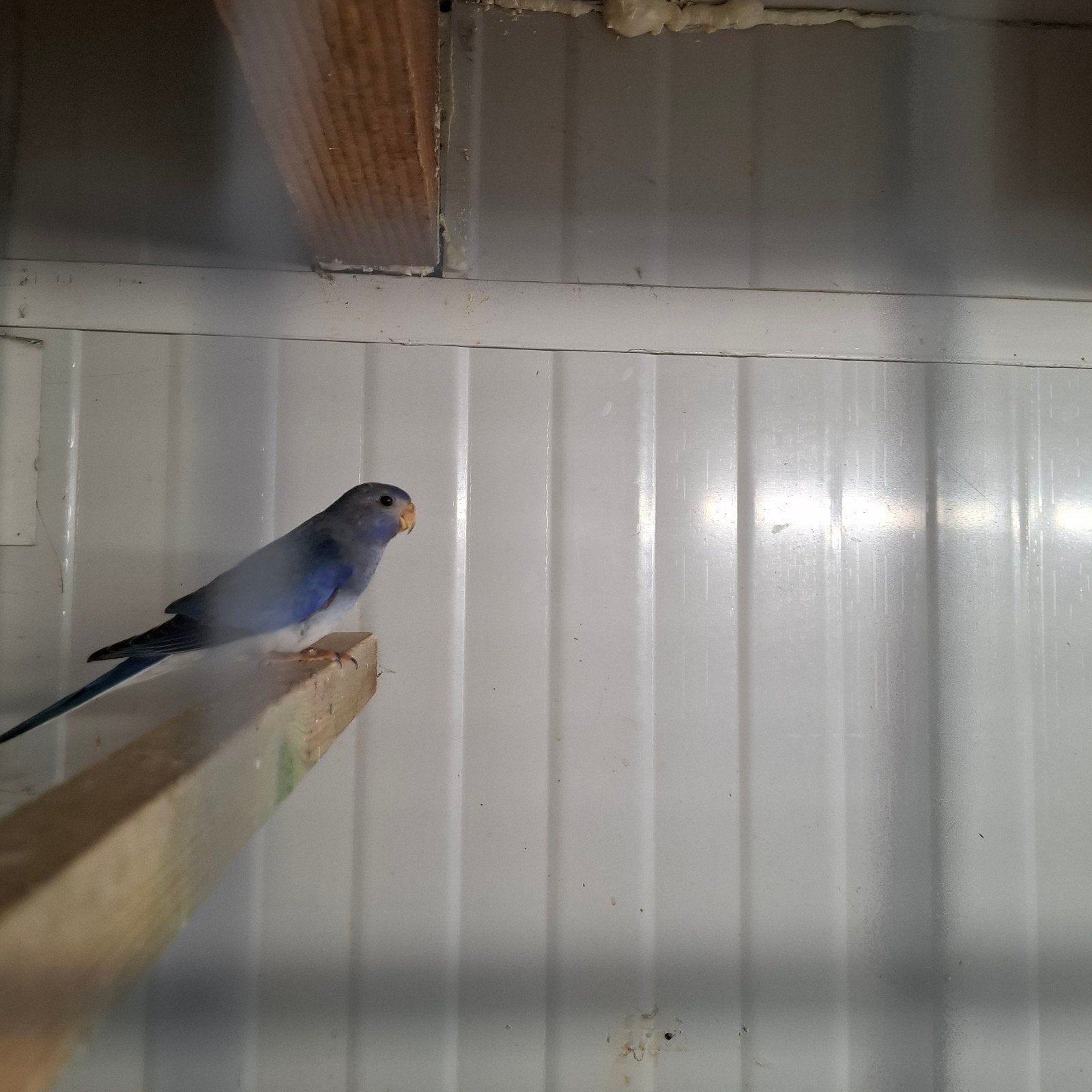 Te koop splendids kweekkoppels + jongen, Animaux & Accessoires, Oiseaux | Perruches & Perroquets, Plusieurs animaux, Perruche