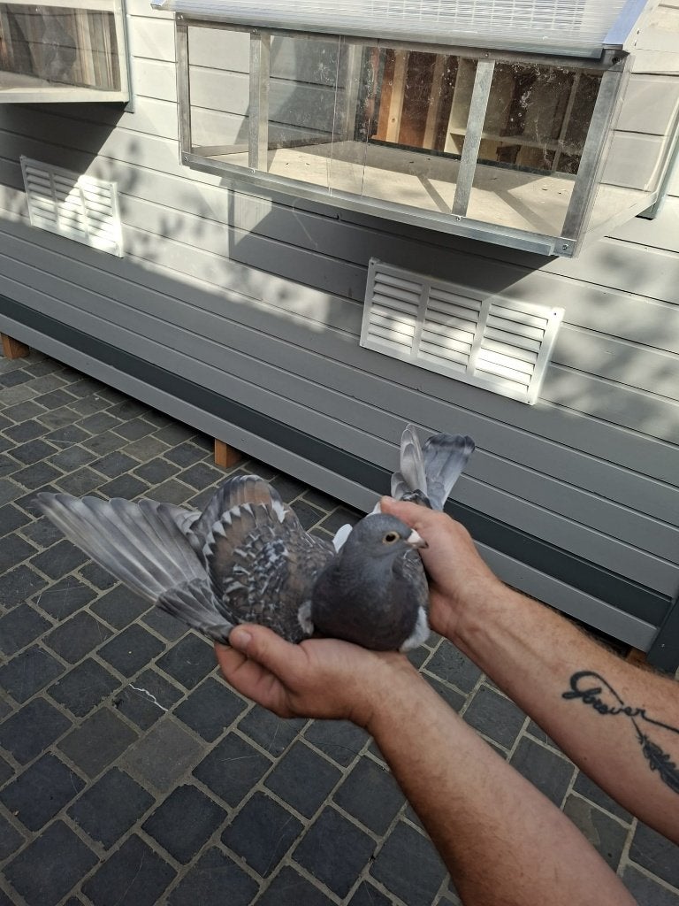 duif, Dieren en Toebehoren, Geslacht onbekend, Postduif