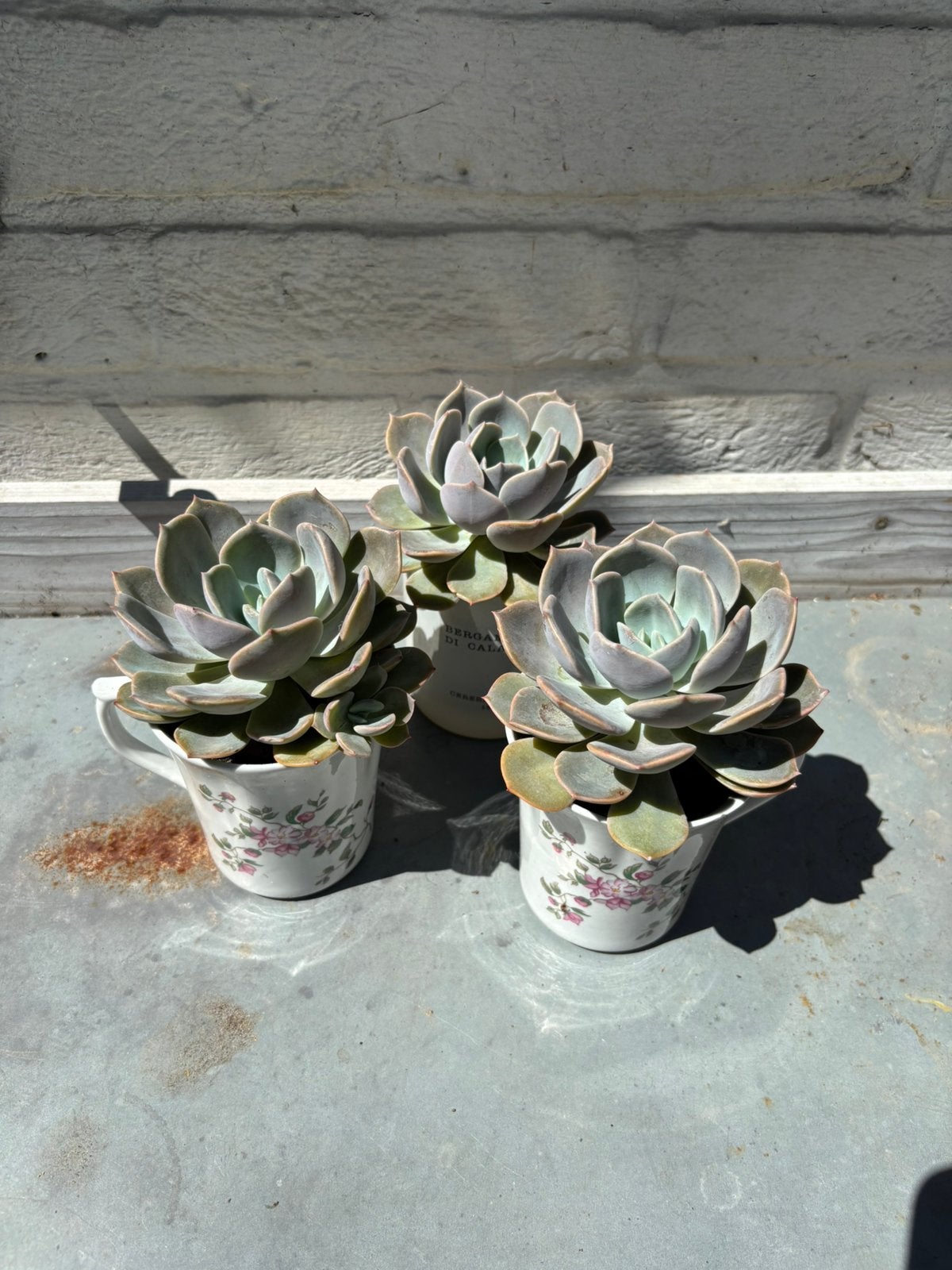 Echeveria dans un pot décoratif, Enlèvement, Plante fixe, Autres espèces, Plein soleil
