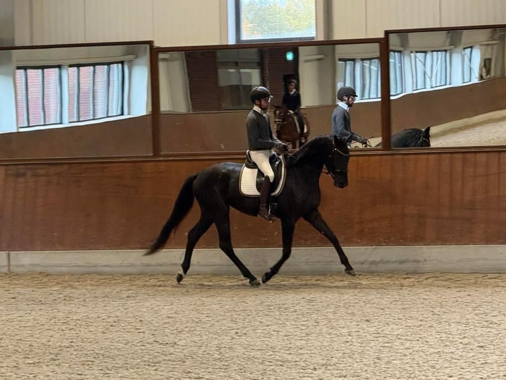 Kwpn merrie 2022, Dieren en Toebehoren, Paarden, Merrie, Met stamboom, Dressuurpaard, Zadelmak