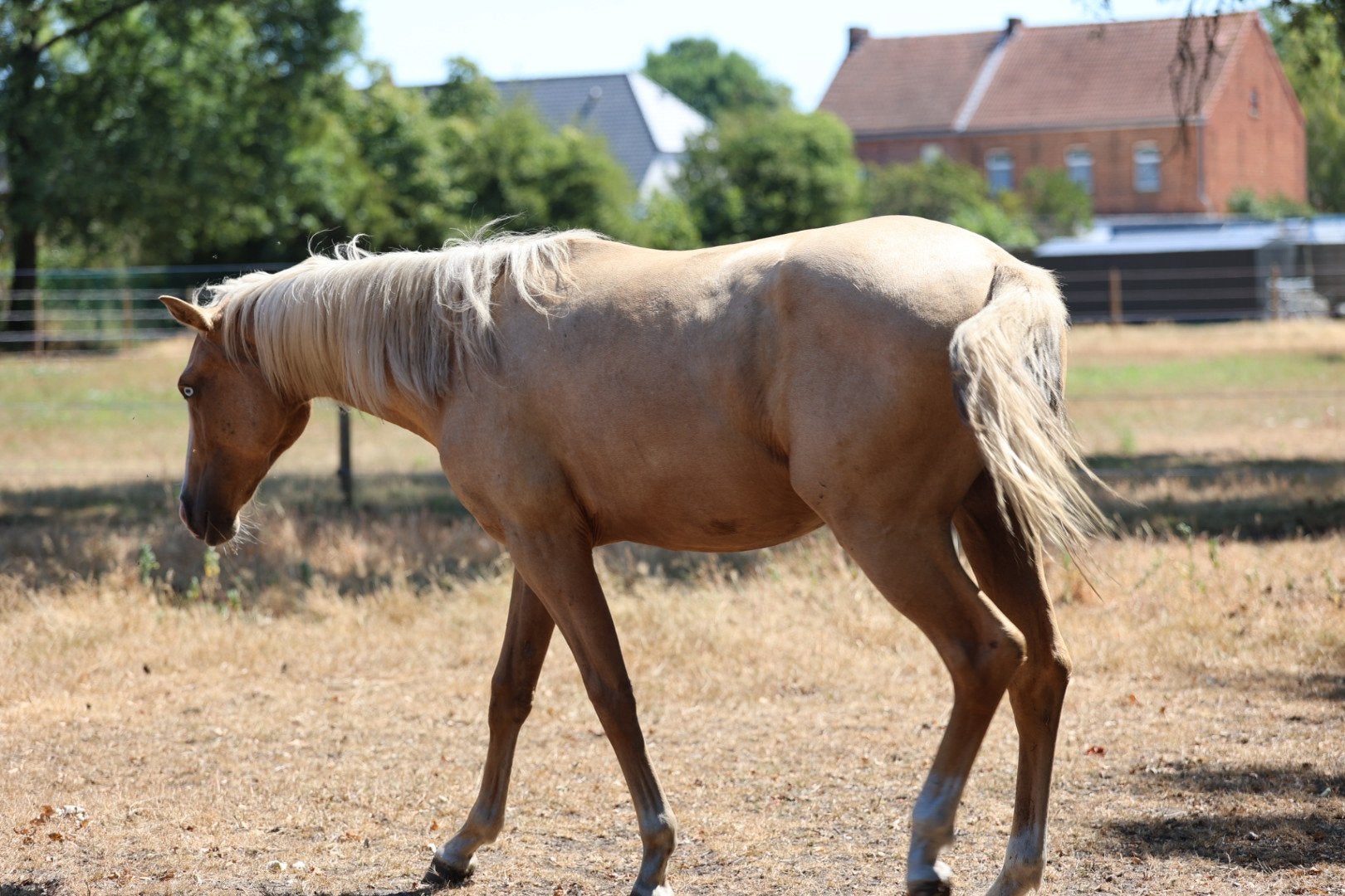 Prachtig paarden zoeken nieuwe thuis, Hongre, M