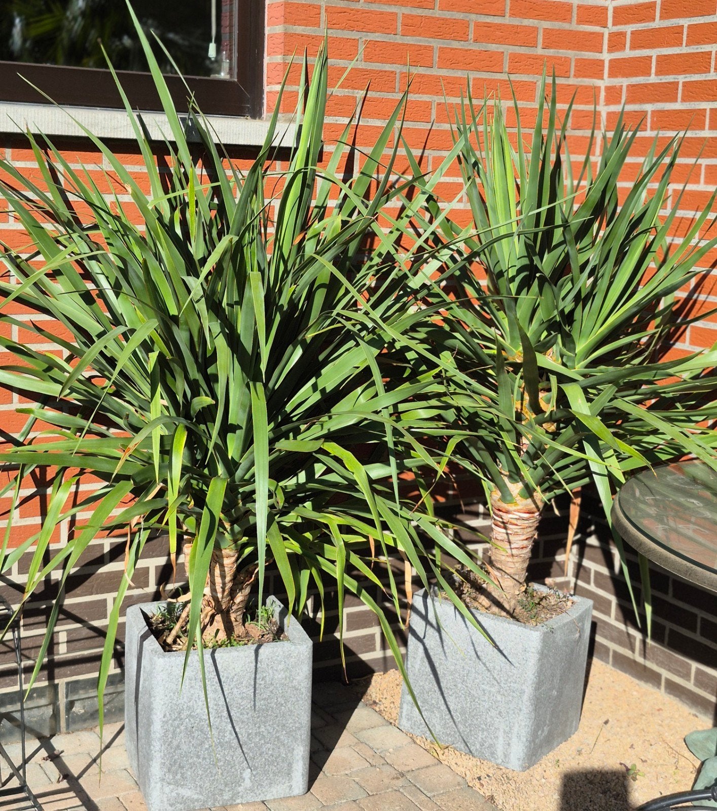 Drakenboom 110cm, Tuin en Terras, Volle zon, Vaste plant, Bloeit niet, Ophalen