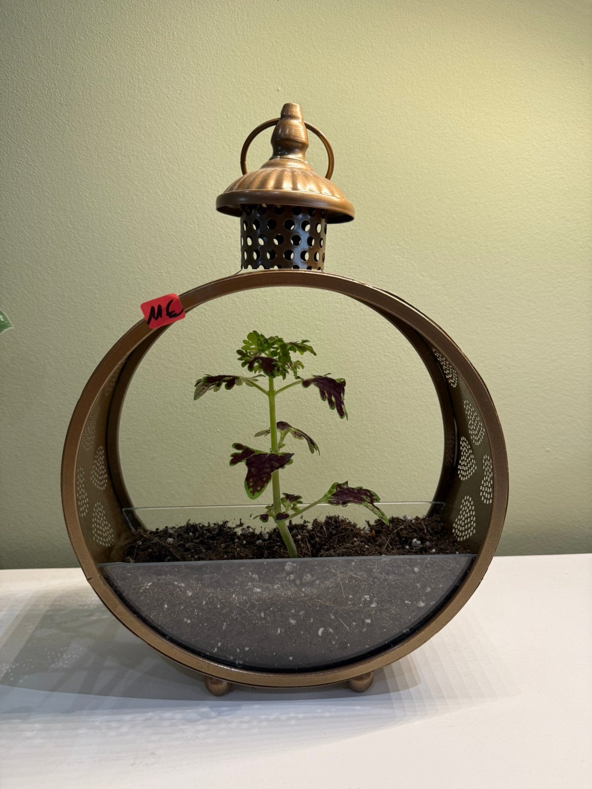 Sierlijke plantenpot met coleus, Huis en Inrichting, Kamerplanten, Ophalen, Overige soorten, In pot, Minder dan 100 cm