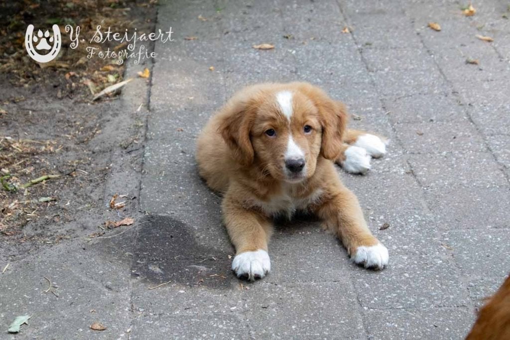 toller pups, beide ouders zijn hier aanwezig, België, Overige rassen, CDV (hondenziekte), 8 tot 15 weken