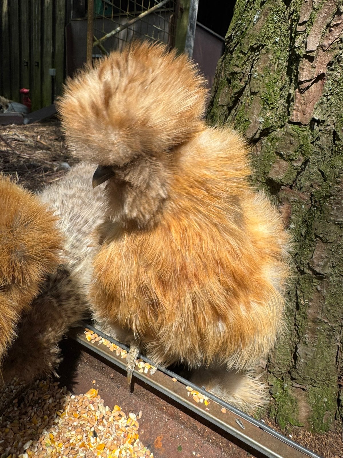 USA zijdehoen hen, Dieren en Toebehoren, Vrouwelijk, Kip
