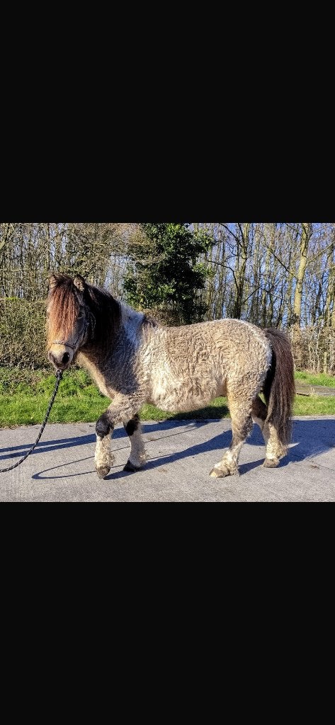 Mini curly paarden, Dieren en Toebehoren, Pony's, Hengst, Niet van toepassing, A pony (tot 1.17m), Recreatiepony, 3 tot 6 jaar