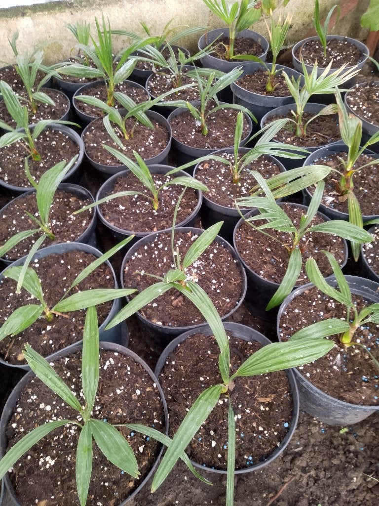 palm boom  Trachycarpus princeps, Tuin en Terras, Ophalen