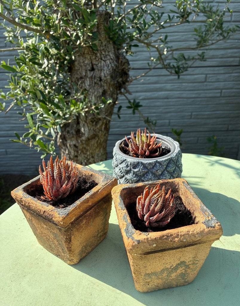 Set van 3 Haywortia’s in stijlvolle potjes, Ophalen, Vetplant, In pot, Minder dan 100 cm