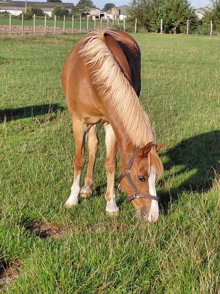 Welsh C-pony – 9 jaar – ruin, Poney C (1.27 m à 1.37m), Hongre, L, Poney de saut