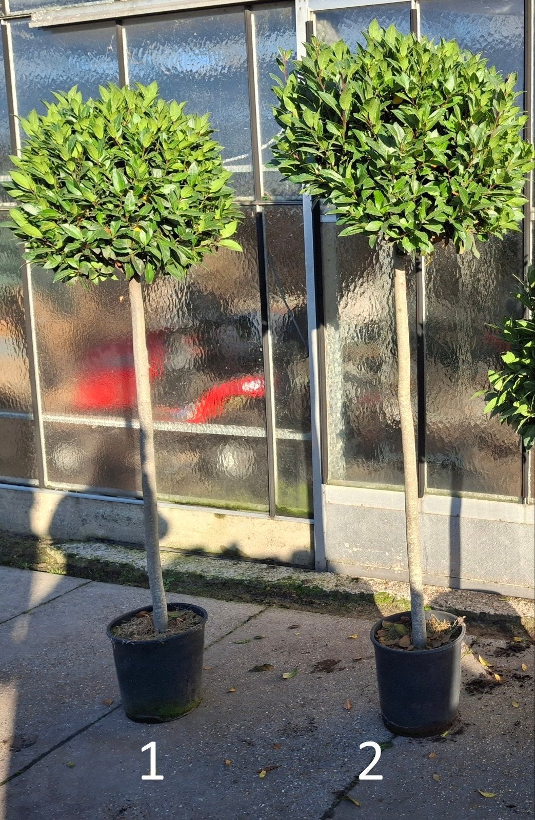Laurier , laurus nobilis, Ophalen