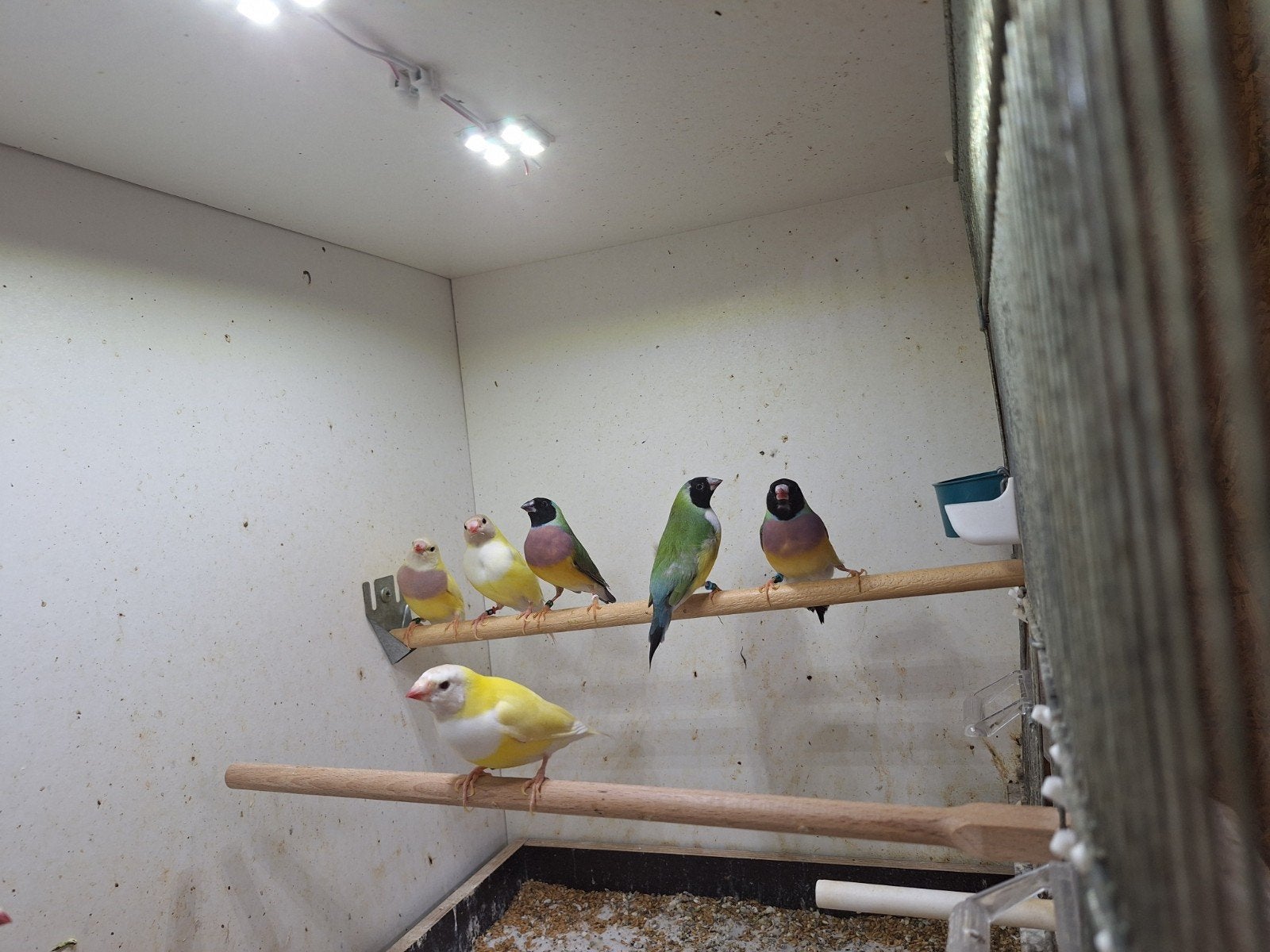 goulds te koop per koppel + losse poppen, Dieren en Toebehoren, Meerdere dieren, Tropenvogel, Geringd