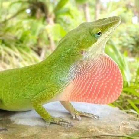 Koppeltje anolis carolinensis