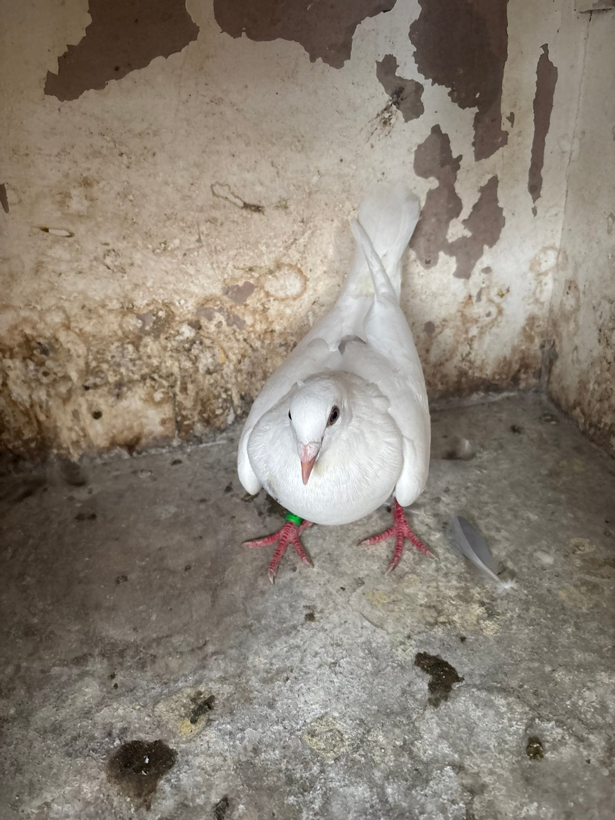 Witte duivin, Dieren en Toebehoren