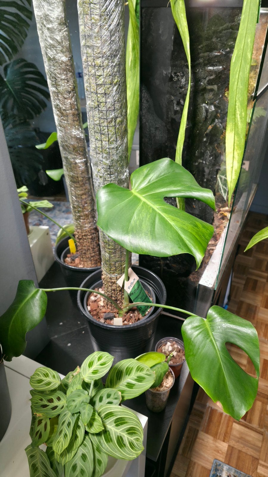 Monstera green on green, Huis en Inrichting, Kamerplanten, Ophalen of Verzenden