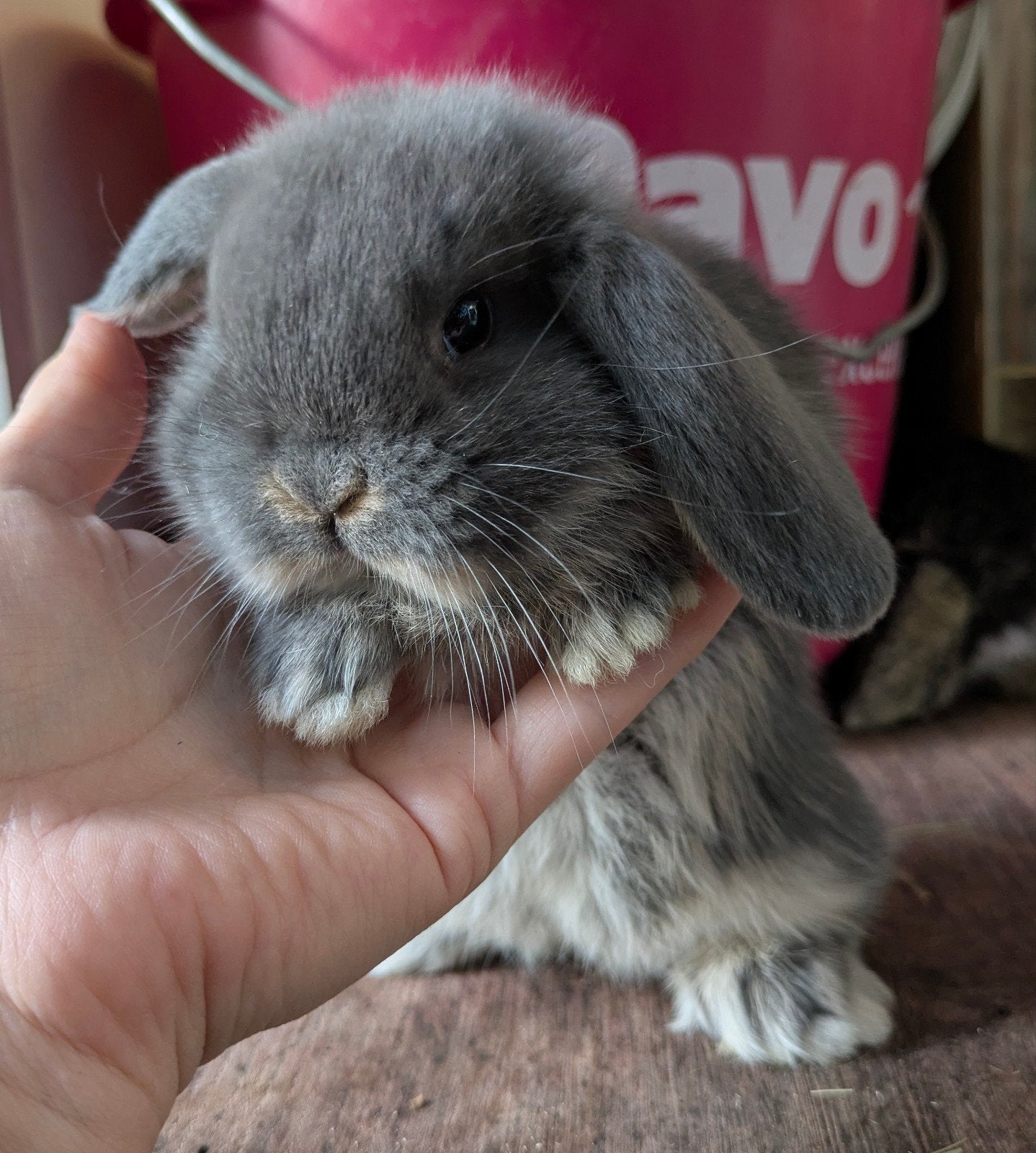 Hangoor konijntje, Dieren en Toebehoren, Konijnen, Mannelijk, Klein, Hangoor, 0 tot 2 jaar