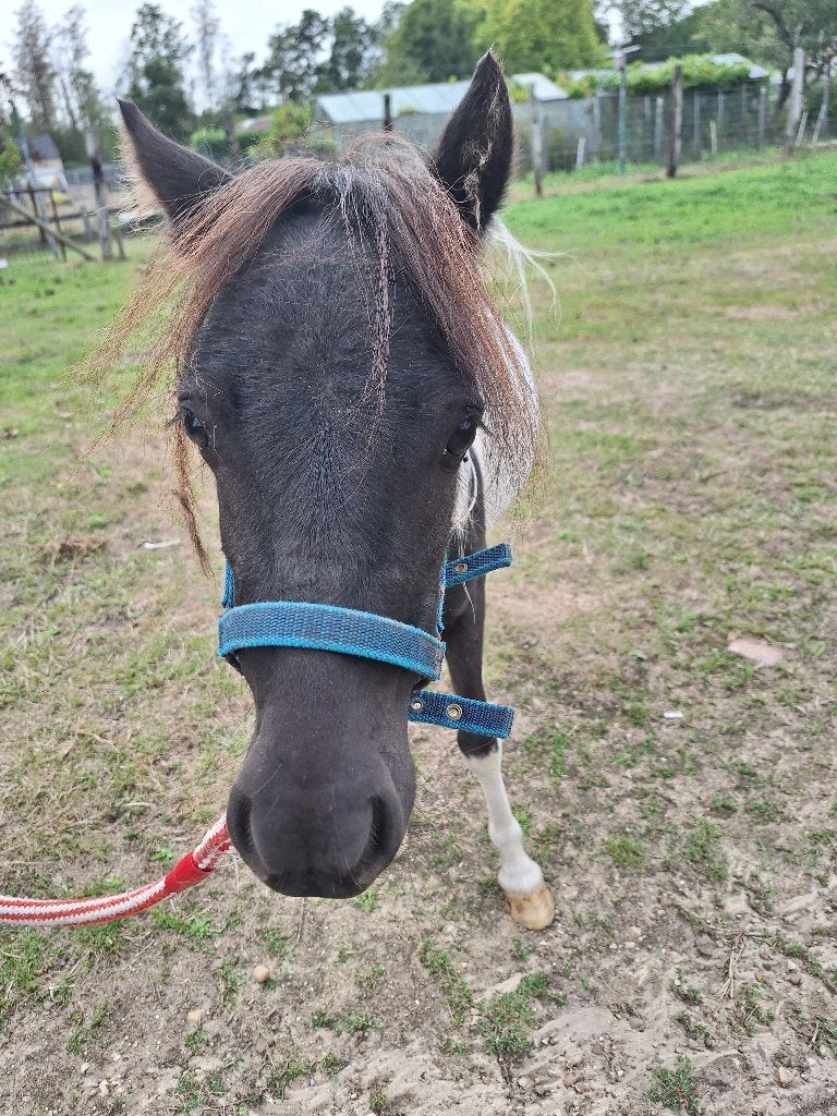 mini paardje, Dieren en Toebehoren, Hengst, Gechipt
