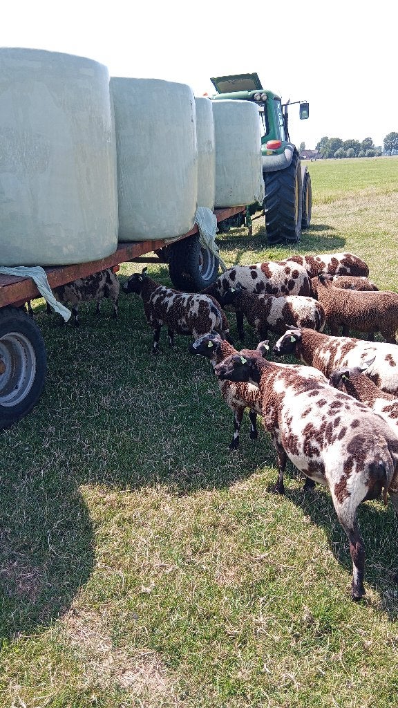 Bonte ooilammeren stamboek en zwoegervrij., Dieren en Toebehoren, Vrouwelijk, Schaap, 0 tot 2 jaar