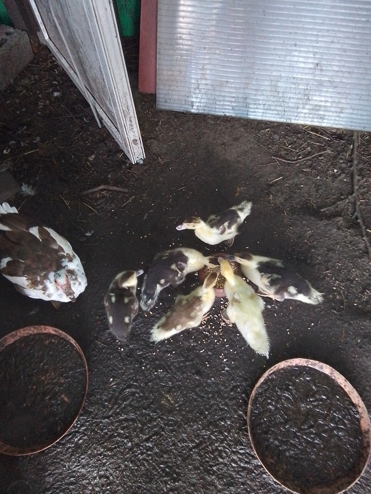 Barberie eenden., Dieren en Toebehoren, Pluimvee