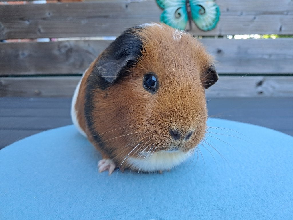 Cavia drie kleur zeug, Dieren en Toebehoren, Juni, Cavia, Tam