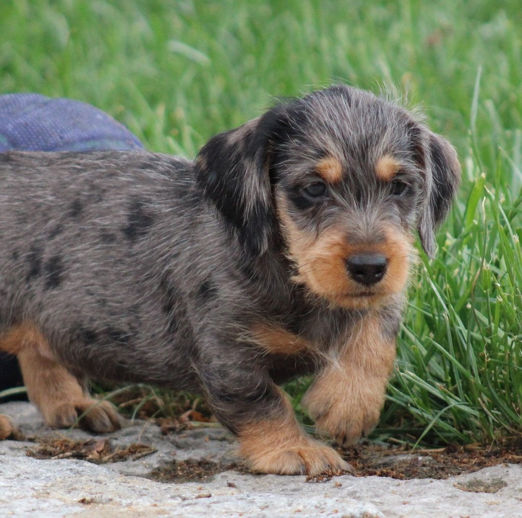 Chiot teckel Merle aux cheveux rugueux, Chien (mâle), Belgique, Poils durs, Hépatite contagieuse (maladie de Rubarth)