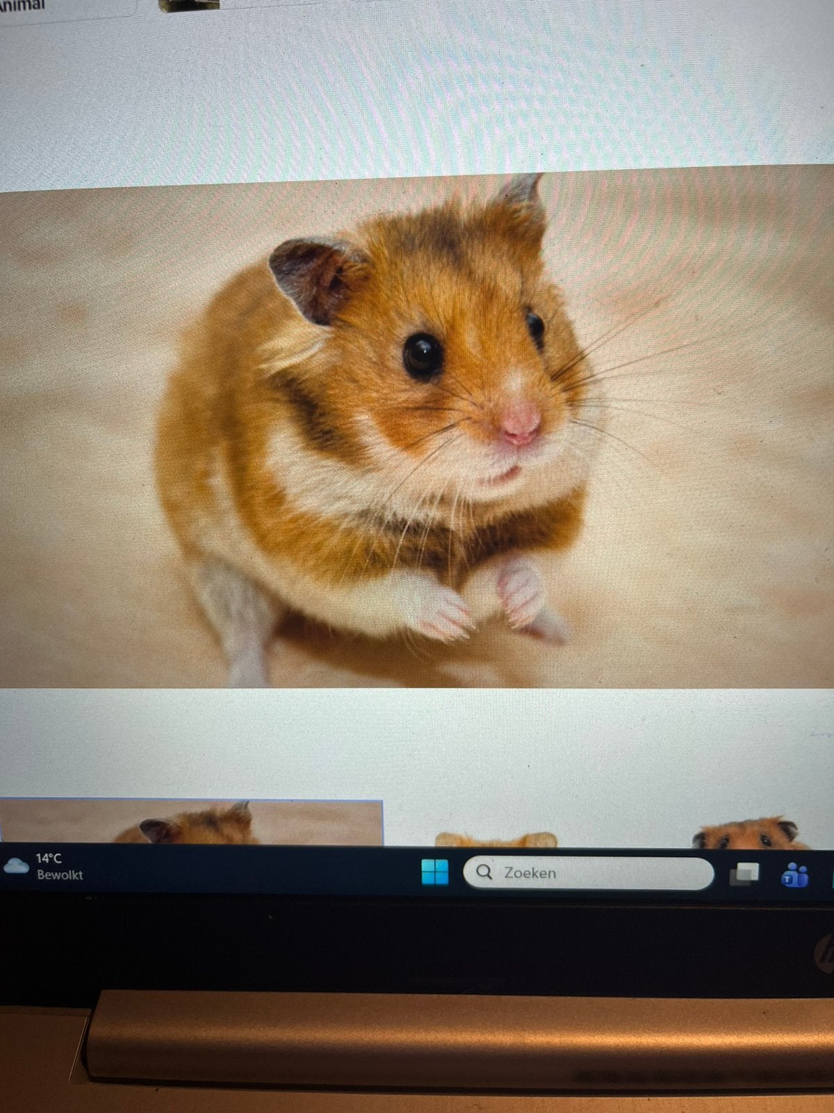 GEZOCHT Syrische hamster, Dieren en Toebehoren, Ophalen, Hamster