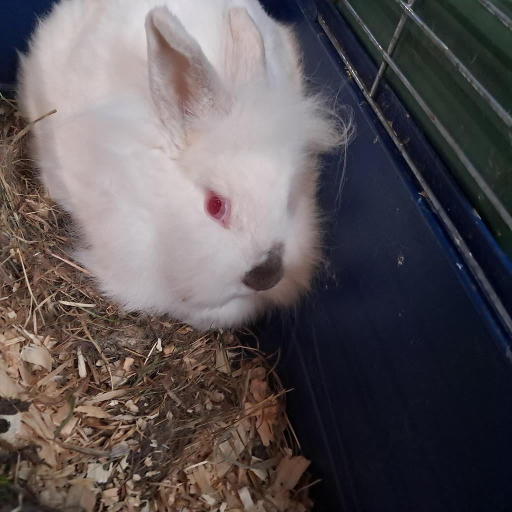 2 schattige konijntjes, Dieren en Toebehoren