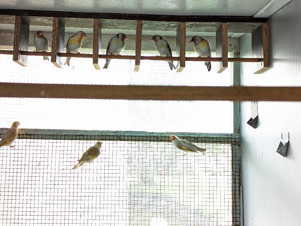 2 bonte distelvinken te koop, Animaux & Accessoires, Plusieurs animaux, Oiseau chanteur sauvage, Bagué