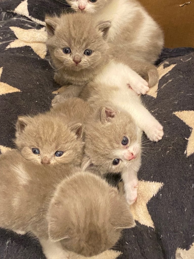Britse korthaar, Dieren en Toebehoren, Katten en Kittens | Raskatten | Korthaar, Met stamboom