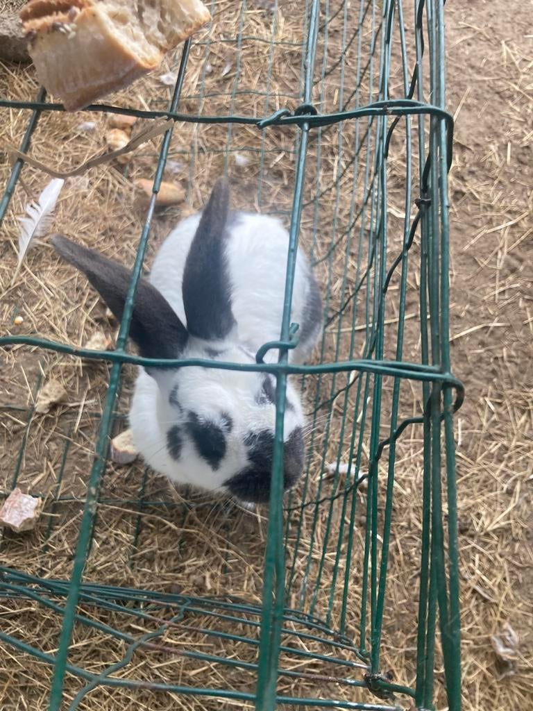 Vlaamse reus, Dieren en Toebehoren, Mannelijk, Groot