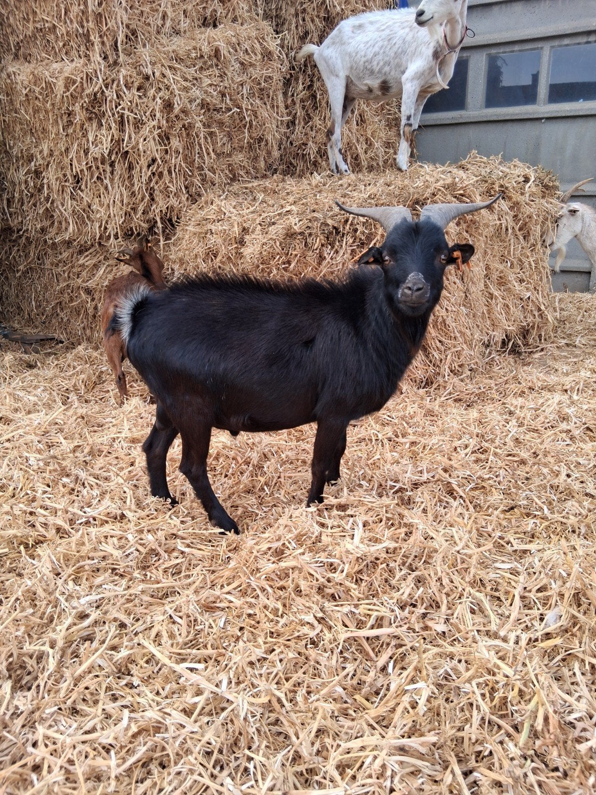 dekrijpe tweejarige dwerggeitenbok, Mâle, Chèvre, 0 à 2 ans