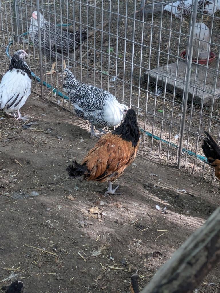 Vorwerk, Dieren en Toebehoren
